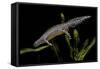 Triturus Alpestris (Alpine Newt)-Paul Starosta-Framed Stretched Canvas