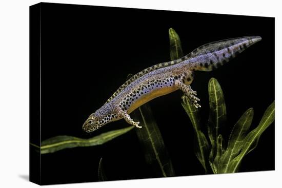 Triturus Alpestris (Alpine Newt)-Paul Starosta-Stretched Canvas