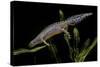 Triturus Alpestris (Alpine Newt)-Paul Starosta-Stretched Canvas