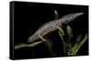 Triturus Alpestris (Alpine Newt)-Paul Starosta-Framed Stretched Canvas