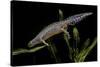 Triturus Alpestris (Alpine Newt)-Paul Starosta-Stretched Canvas