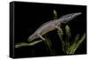 Triturus Alpestris (Alpine Newt)-Paul Starosta-Framed Stretched Canvas