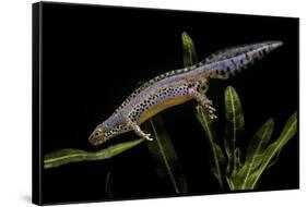 Triturus Alpestris (Alpine Newt)-Paul Starosta-Framed Stretched Canvas