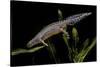 Triturus Alpestris (Alpine Newt)-Paul Starosta-Stretched Canvas