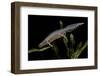 Triturus Alpestris (Alpine Newt)-Paul Starosta-Framed Premium Photographic Print