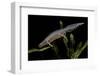 Triturus Alpestris (Alpine Newt)-Paul Starosta-Framed Premium Photographic Print