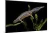 Triturus Alpestris (Alpine Newt)-Paul Starosta-Mounted Premium Photographic Print