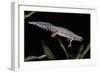 Triturus Alpestris (Alpine Newt)-Paul Starosta-Framed Photographic Print