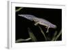 Triturus Alpestris (Alpine Newt)-Paul Starosta-Framed Photographic Print