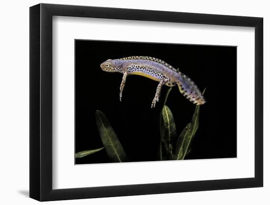 Triturus Alpestris (Alpine Newt)-Paul Starosta-Framed Photographic Print