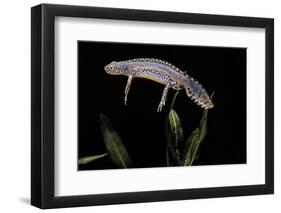 Triturus Alpestris (Alpine Newt)-Paul Starosta-Framed Photographic Print