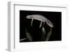 Triturus Alpestris (Alpine Newt)-Paul Starosta-Framed Photographic Print