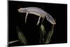 Triturus Alpestris (Alpine Newt)-Paul Starosta-Mounted Photographic Print