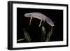 Triturus Alpestris (Alpine Newt)-Paul Starosta-Framed Photographic Print