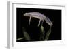 Triturus Alpestris (Alpine Newt)-Paul Starosta-Framed Photographic Print