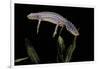 Triturus Alpestris (Alpine Newt)-Paul Starosta-Framed Photographic Print