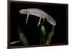 Triturus Alpestris (Alpine Newt)-Paul Starosta-Framed Photographic Print