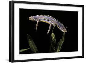 Triturus Alpestris (Alpine Newt)-Paul Starosta-Framed Photographic Print