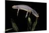 Triturus Alpestris (Alpine Newt)-Paul Starosta-Mounted Photographic Print