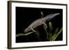 Triturus Alpestris (Alpine Newt)-Paul Starosta-Framed Photographic Print