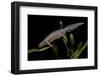 Triturus Alpestris (Alpine Newt)-Paul Starosta-Framed Photographic Print