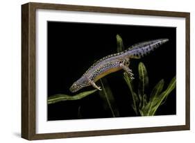 Triturus Alpestris (Alpine Newt)-Paul Starosta-Framed Photographic Print