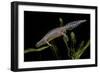 Triturus Alpestris (Alpine Newt)-Paul Starosta-Framed Photographic Print