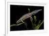 Triturus Alpestris (Alpine Newt)-Paul Starosta-Framed Photographic Print