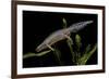 Triturus Alpestris (Alpine Newt)-Paul Starosta-Framed Photographic Print