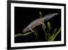 Triturus Alpestris (Alpine Newt)-Paul Starosta-Framed Photographic Print