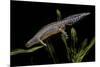 Triturus Alpestris (Alpine Newt)-Paul Starosta-Mounted Photographic Print