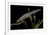 Triturus Alpestris (Alpine Newt)-Paul Starosta-Framed Photographic Print