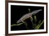 Triturus Alpestris (Alpine Newt)-Paul Starosta-Framed Photographic Print