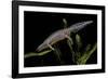 Triturus Alpestris (Alpine Newt)-Paul Starosta-Framed Photographic Print