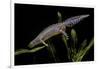 Triturus Alpestris (Alpine Newt)-Paul Starosta-Framed Photographic Print