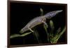 Triturus Alpestris (Alpine Newt)-Paul Starosta-Framed Photographic Print