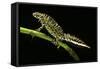 Triturus Marmoratus (Marbled Newt)-Paul Starosta-Framed Stretched Canvas