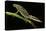Triturus Marmoratus (Marbled Newt)-Paul Starosta-Stretched Canvas