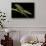 Triturus Marmoratus (Marbled Newt)-Paul Starosta-Stretched Canvas displayed on a wall