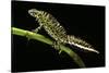 Triturus Marmoratus (Marbled Newt)-Paul Starosta-Stretched Canvas