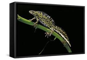 Triturus Marmoratus (Marbled Newt)-Paul Starosta-Framed Stretched Canvas