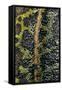 Triturus Marmoratus (Marbled Newt)-Paul Starosta-Framed Stretched Canvas