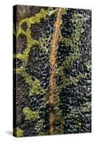 Triturus Marmoratus (Marbled Newt)-Paul Starosta-Stretched Canvas
