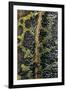Triturus Marmoratus (Marbled Newt)-Paul Starosta-Framed Premium Photographic Print