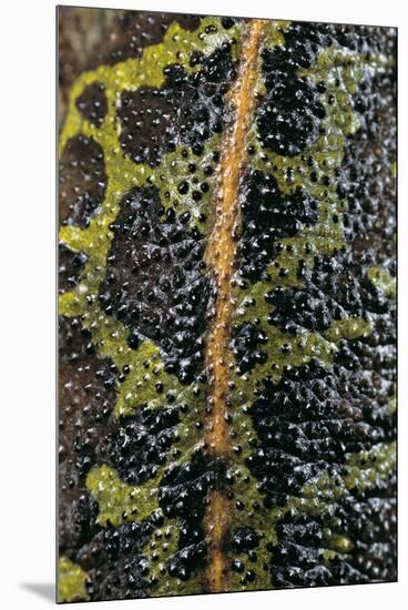 Triturus Marmoratus (Marbled Newt)-Paul Starosta-Mounted Premium Photographic Print