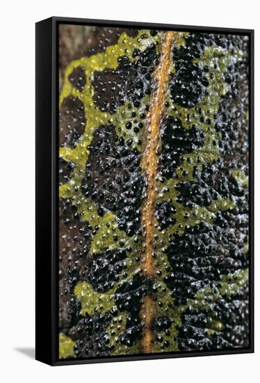 Triturus Marmoratus (Marbled Newt)-Paul Starosta-Framed Stretched Canvas