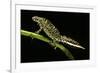 Triturus Marmoratus (Marbled Newt)-Paul Starosta-Framed Photographic Print