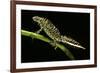 Triturus Marmoratus (Marbled Newt)-Paul Starosta-Framed Photographic Print