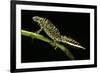 Triturus Marmoratus (Marbled Newt)-Paul Starosta-Framed Photographic Print
