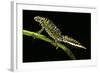 Triturus Marmoratus (Marbled Newt)-Paul Starosta-Framed Photographic Print